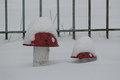 А грибочки вдягли снігові шапки
